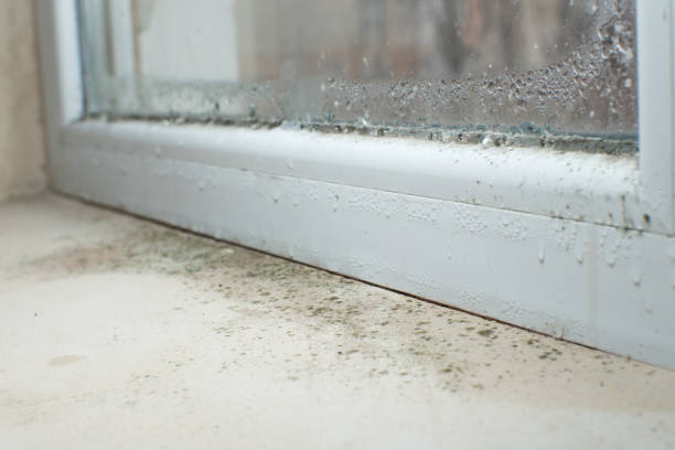 Why You Should Choose Our Mold Remediation Services in Indian River, MI